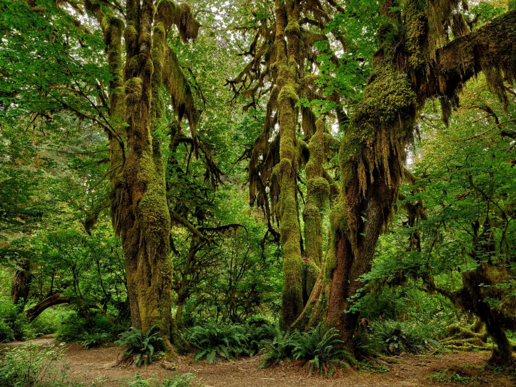 Old wilderness forest