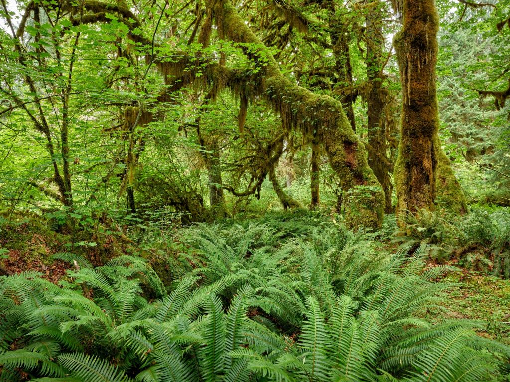 Ferns in an old forest