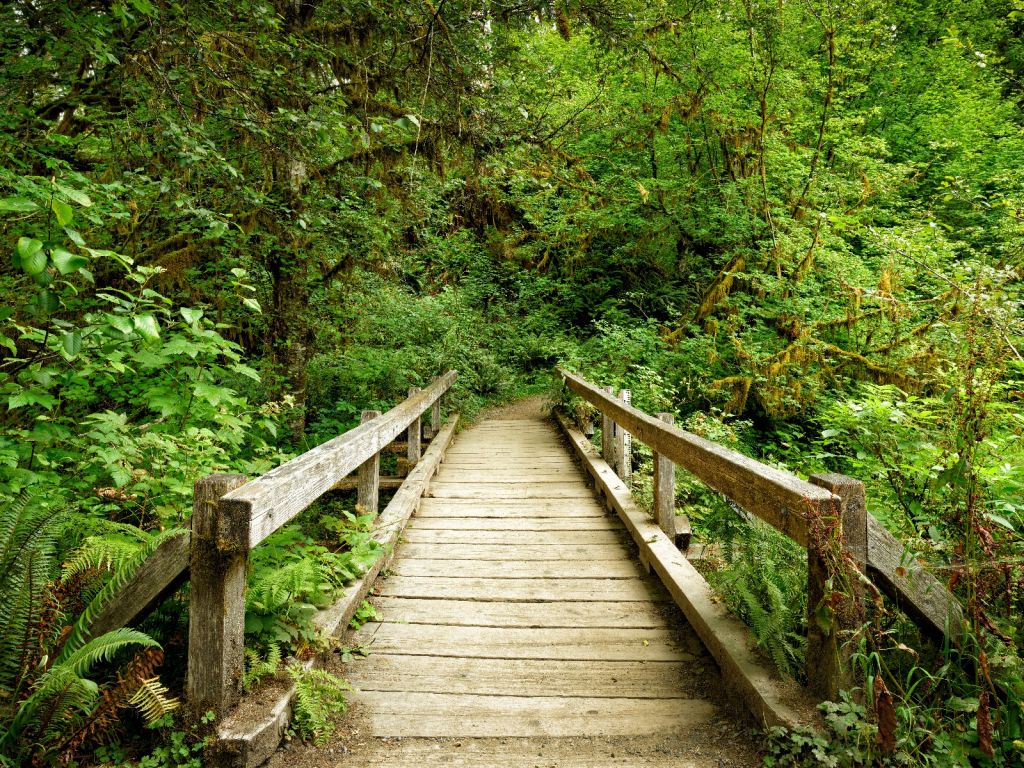 Wooden bridge