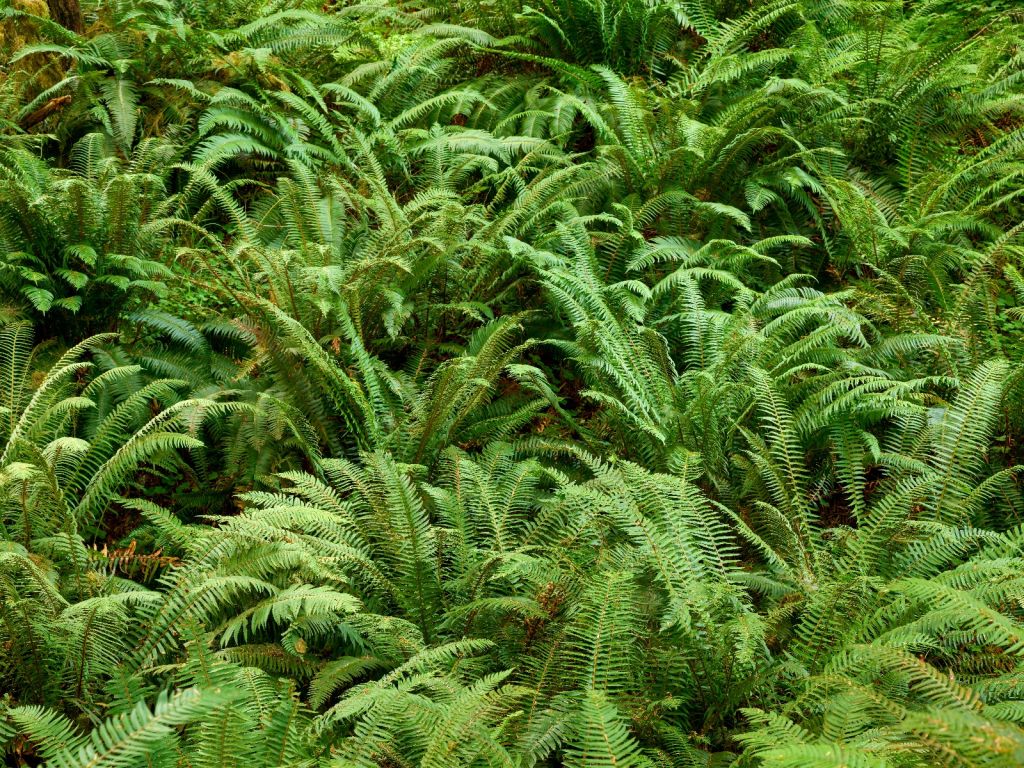 Green ferns