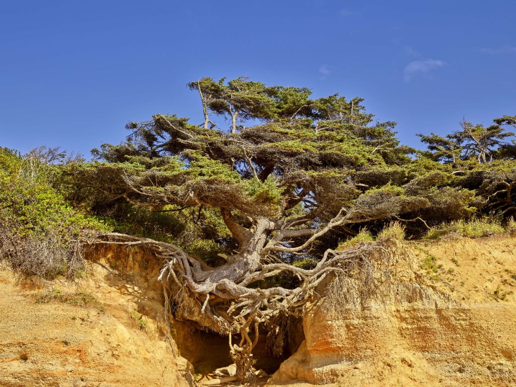 Tree of Life