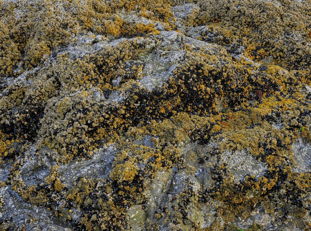 Rock with shells