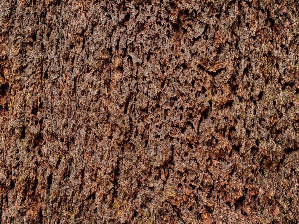 Detailed tree bark