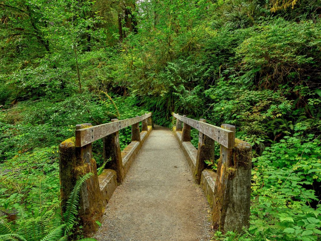 Bridge in the forest