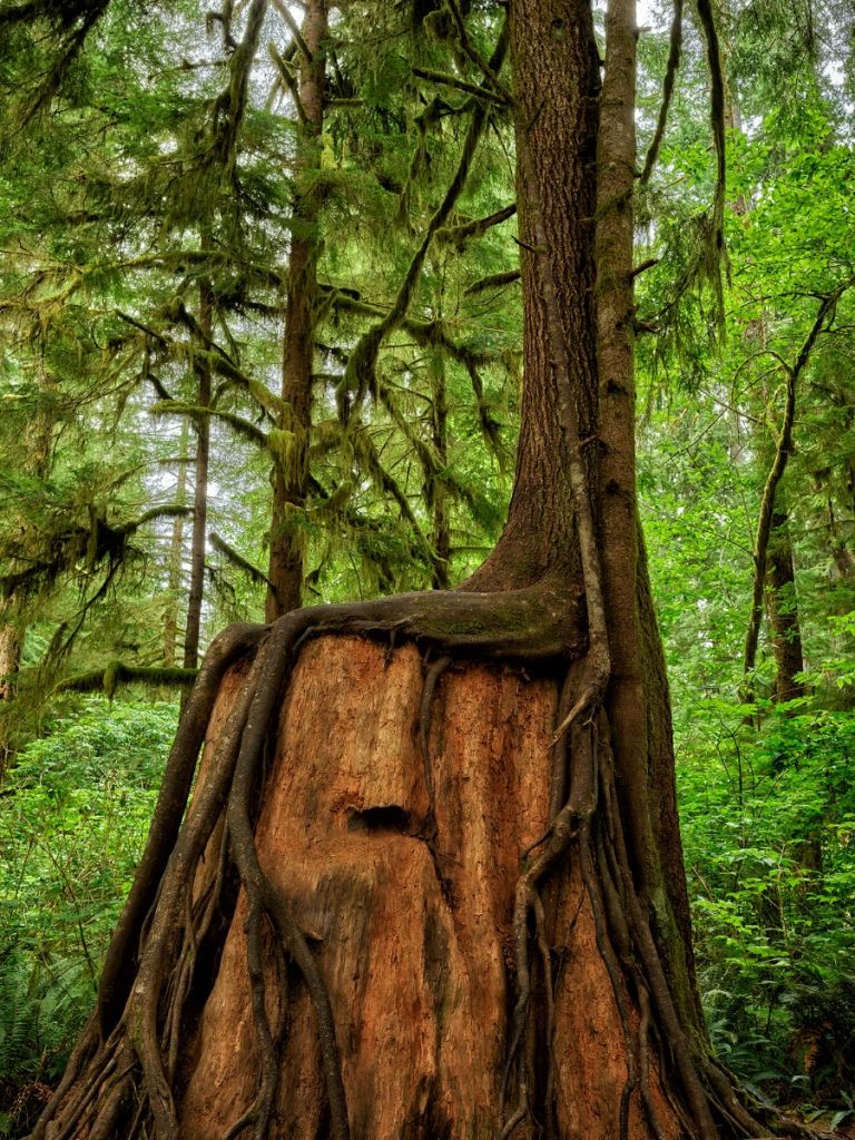 Tree on a tree