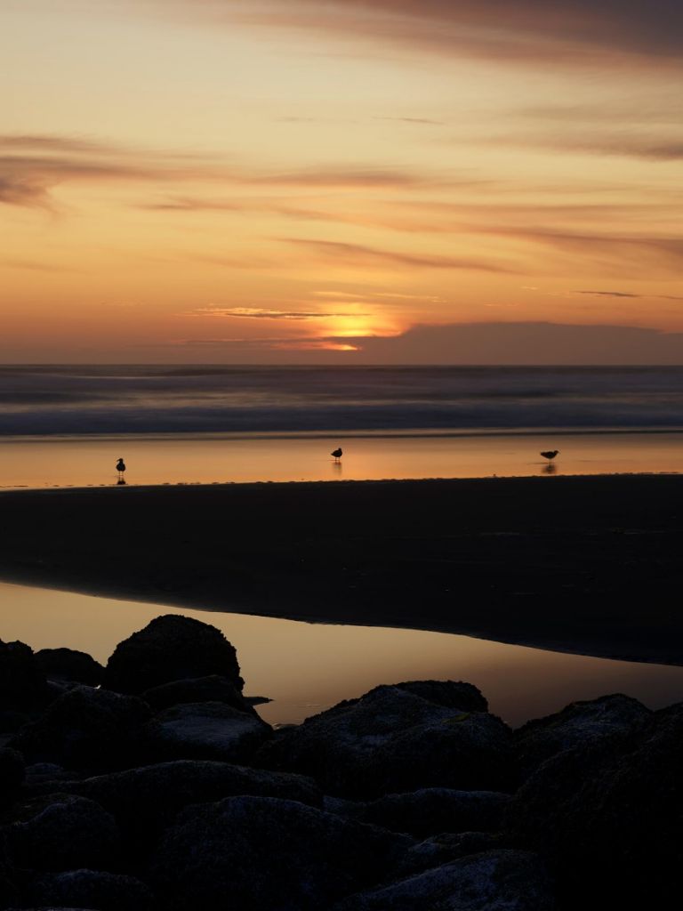 Birds at sunset