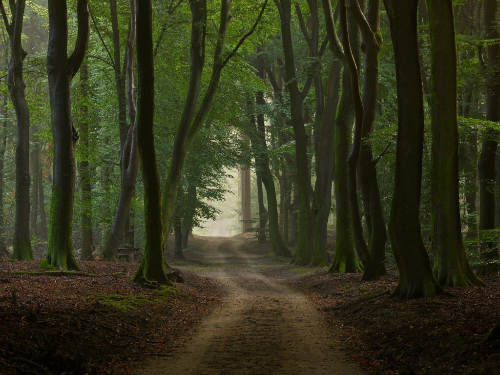 Sandpath in the forest