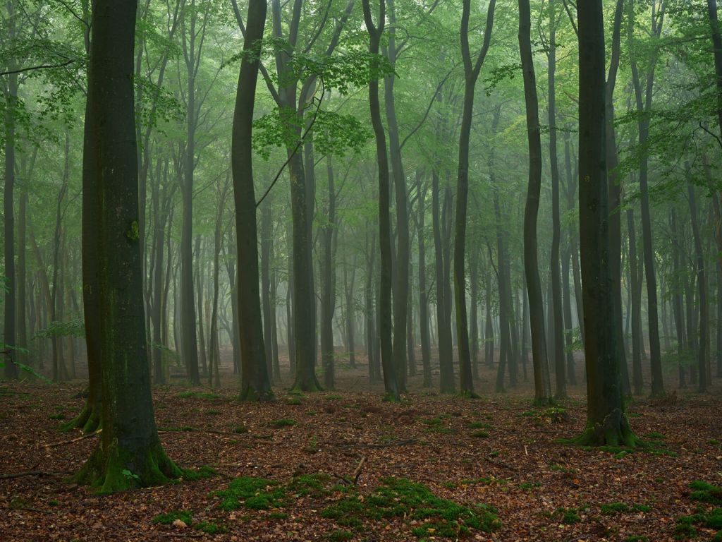 Fog in the forest