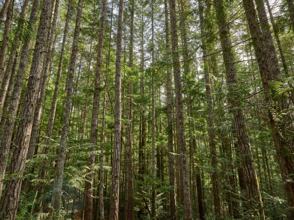 Thin trees in the forest