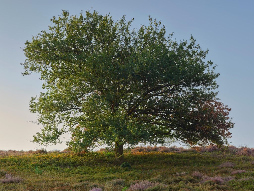 Lonely tree on the heath