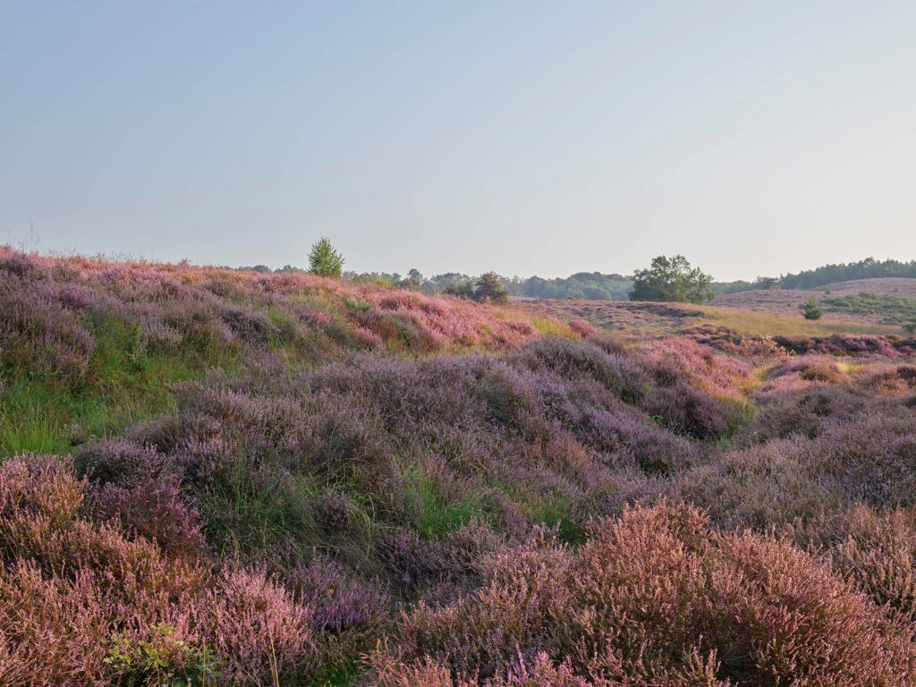 Purple heather