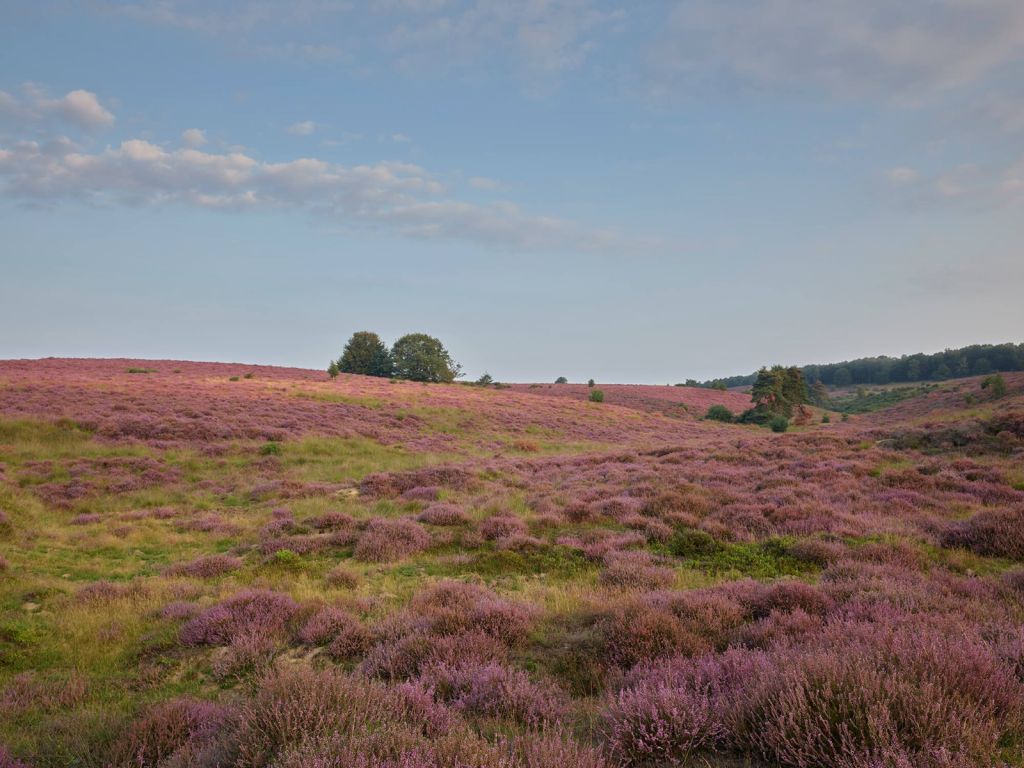 Flowering heather