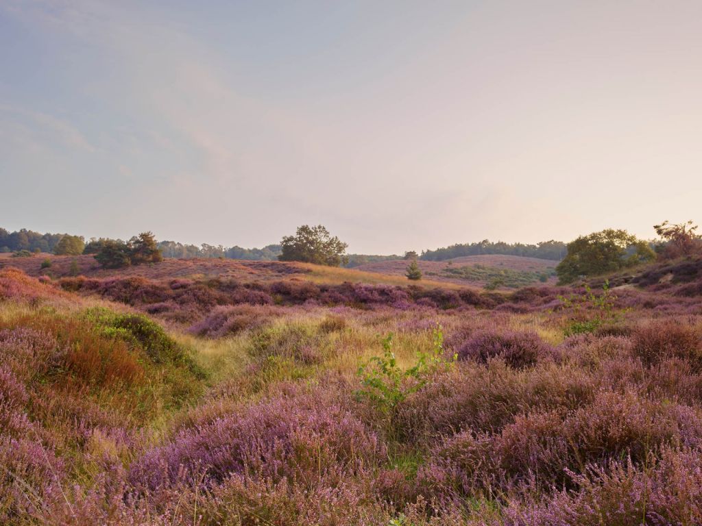 Heathland at sunrise