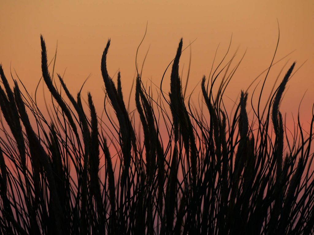 Helmet grass in the evening
