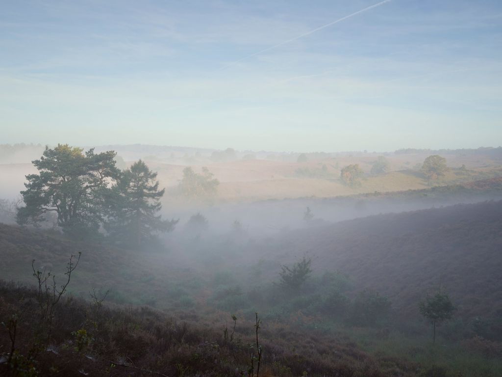 Fog on the heath