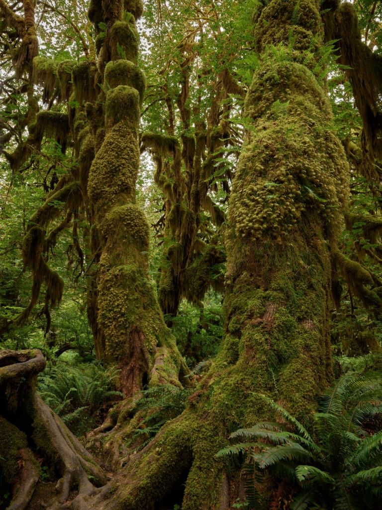 Trees in a rainforest