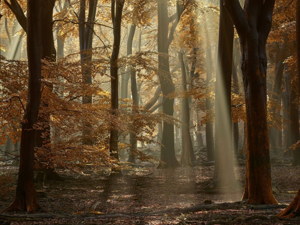 Autumn colours in the forest