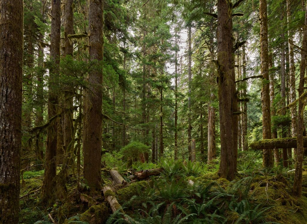 Wild forest