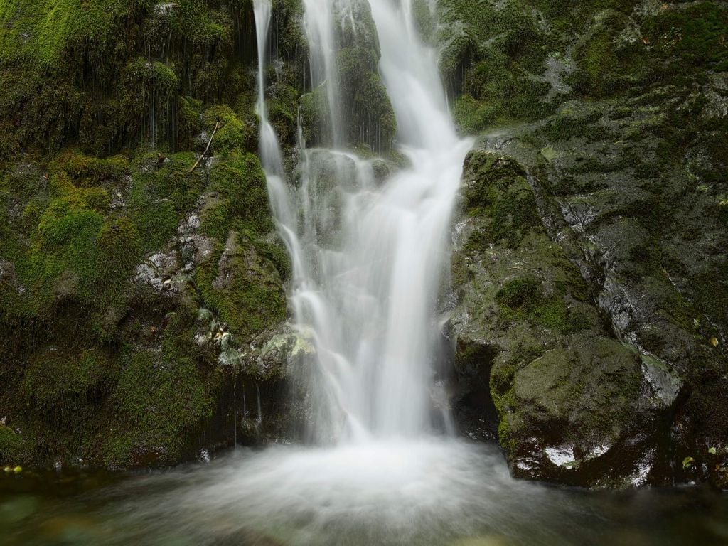 Waterfall lined with forest