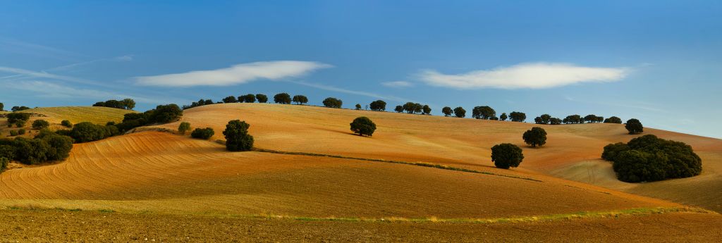 Trees in Spanish landscape