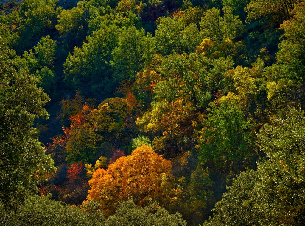 Autumn colours on a mountain
