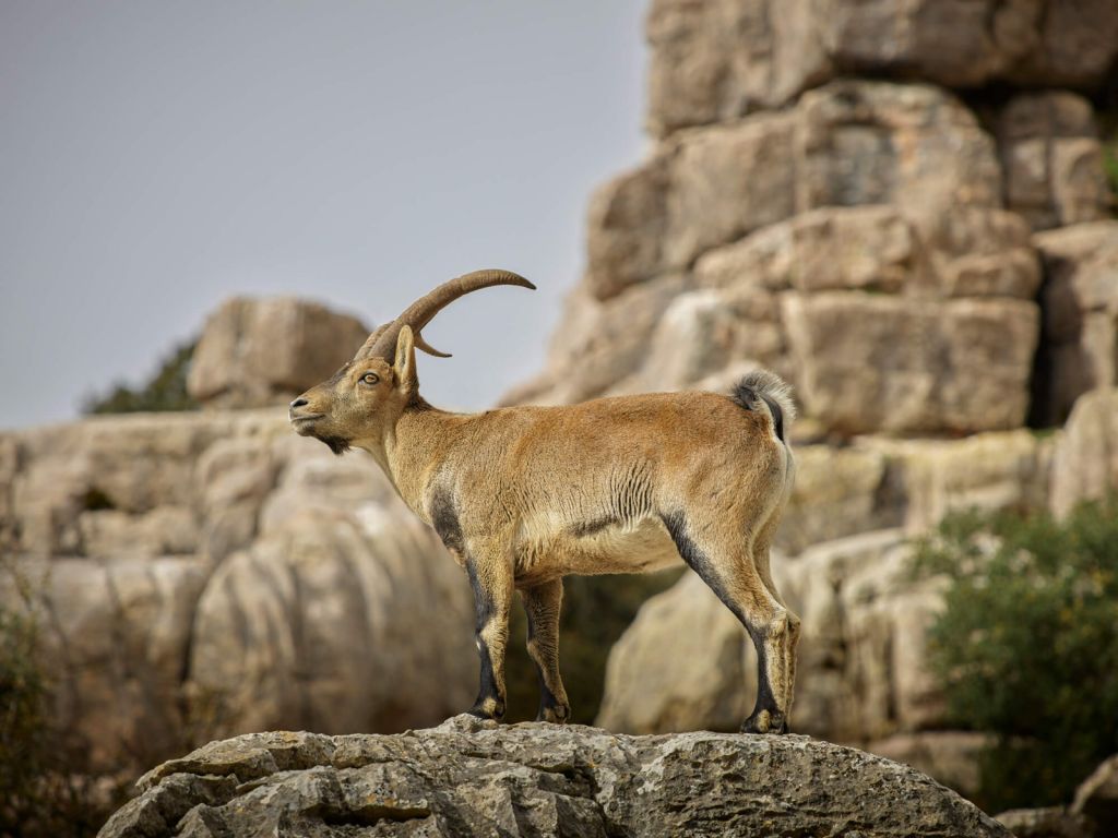 Capricorn