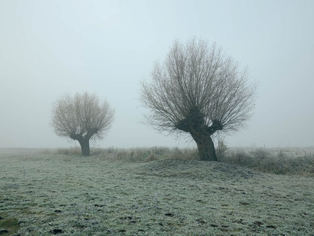 Pollard willows in the fog