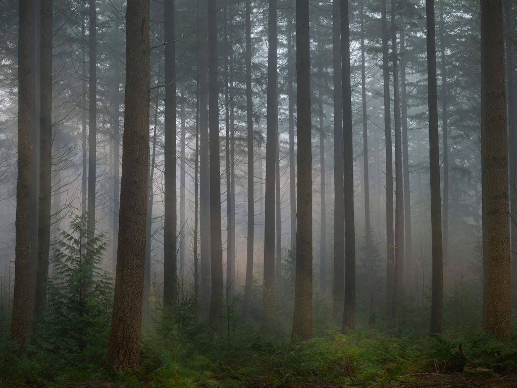 Foggy green forest