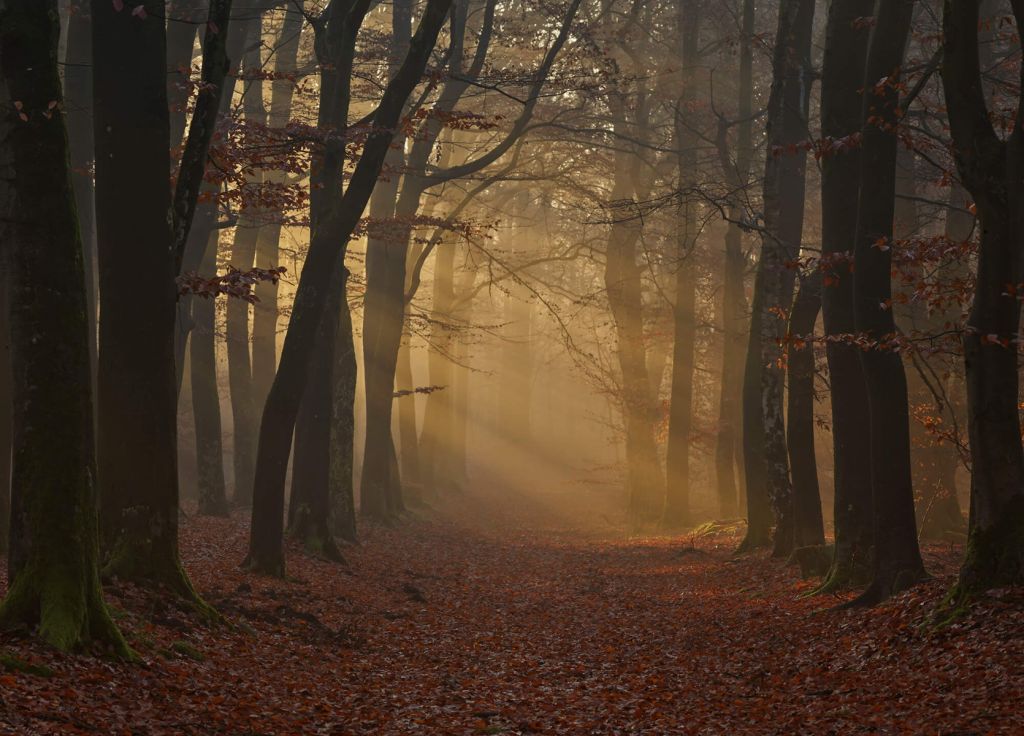 Mysterious autumn forest