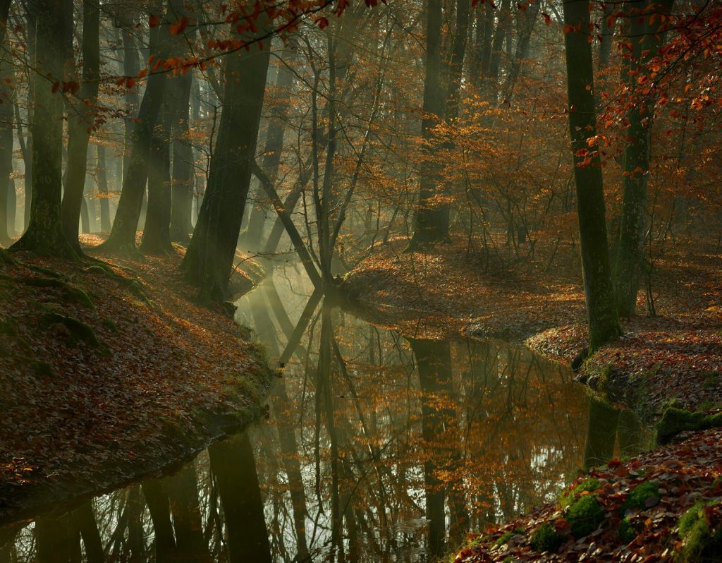 River through the forest