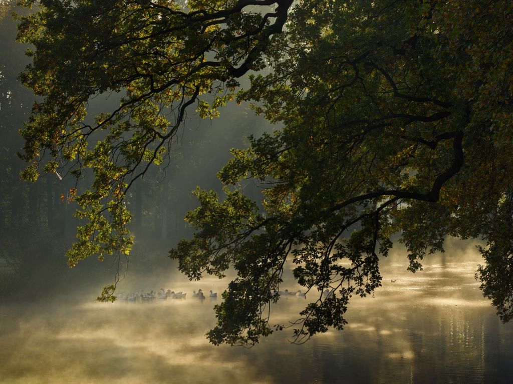 Overhanging branches above the water