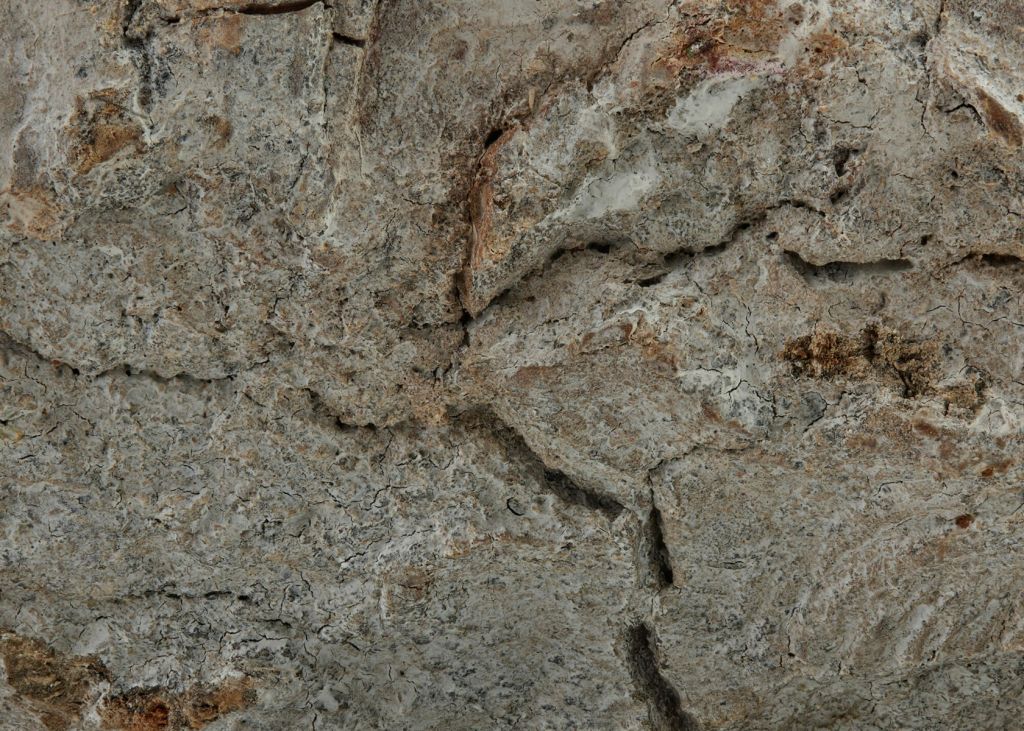 White bark