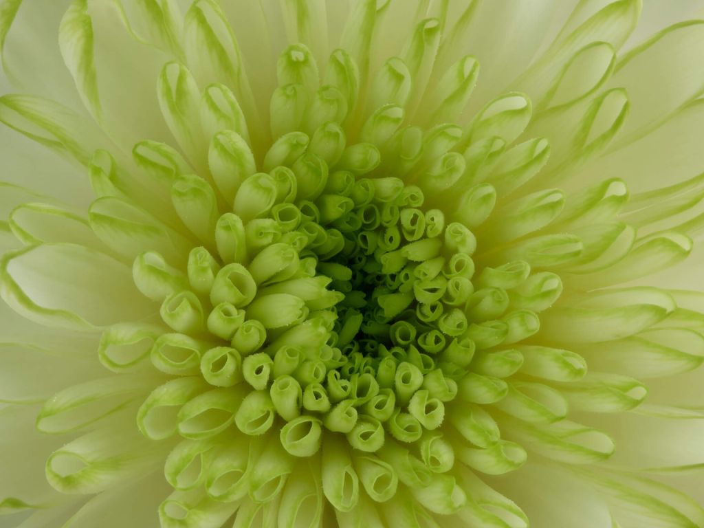 Close-up flower