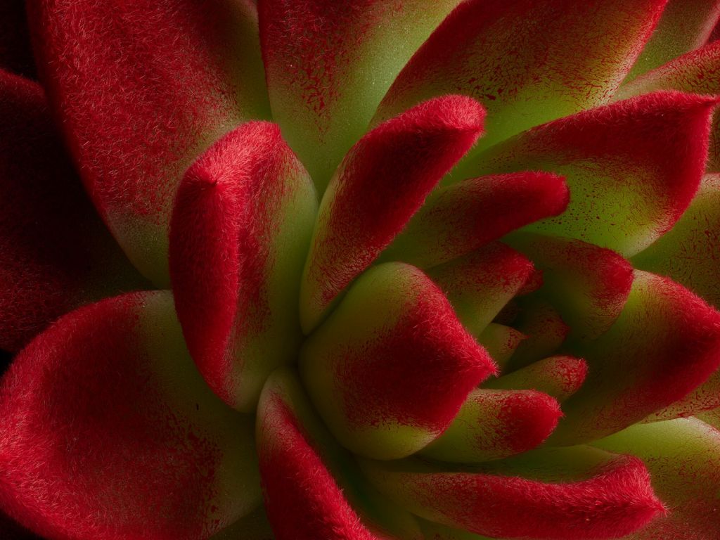 Red cactus