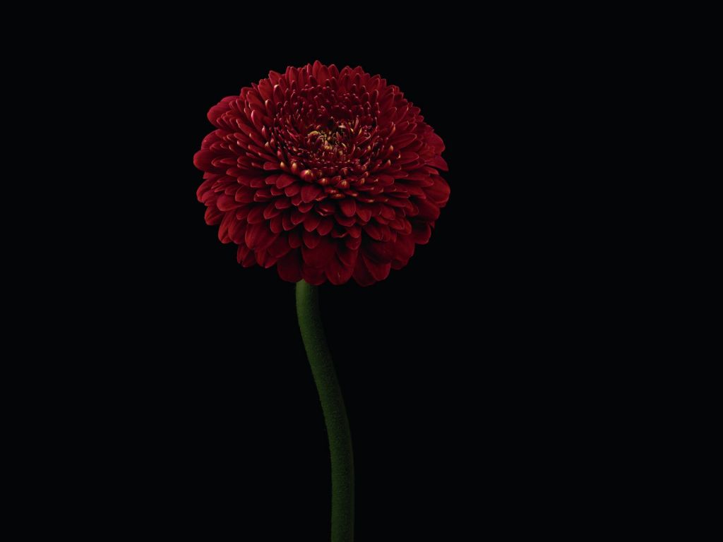 Red flower on stem