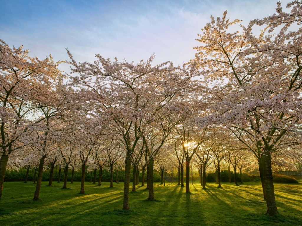 Flowering blossom trees