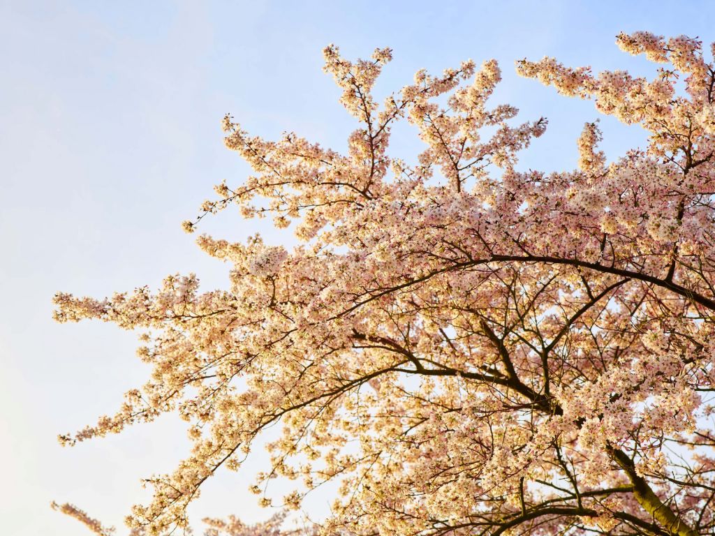 Blossom branch in bloom