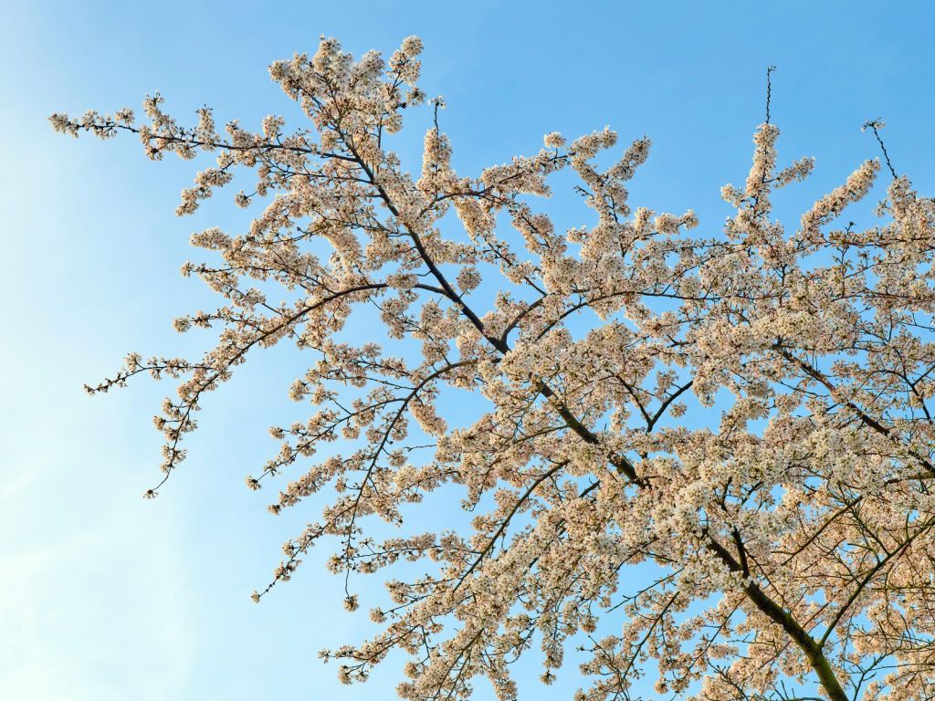 Blossom branch