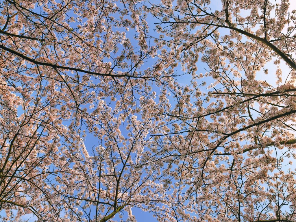 Flowering branches in bloom