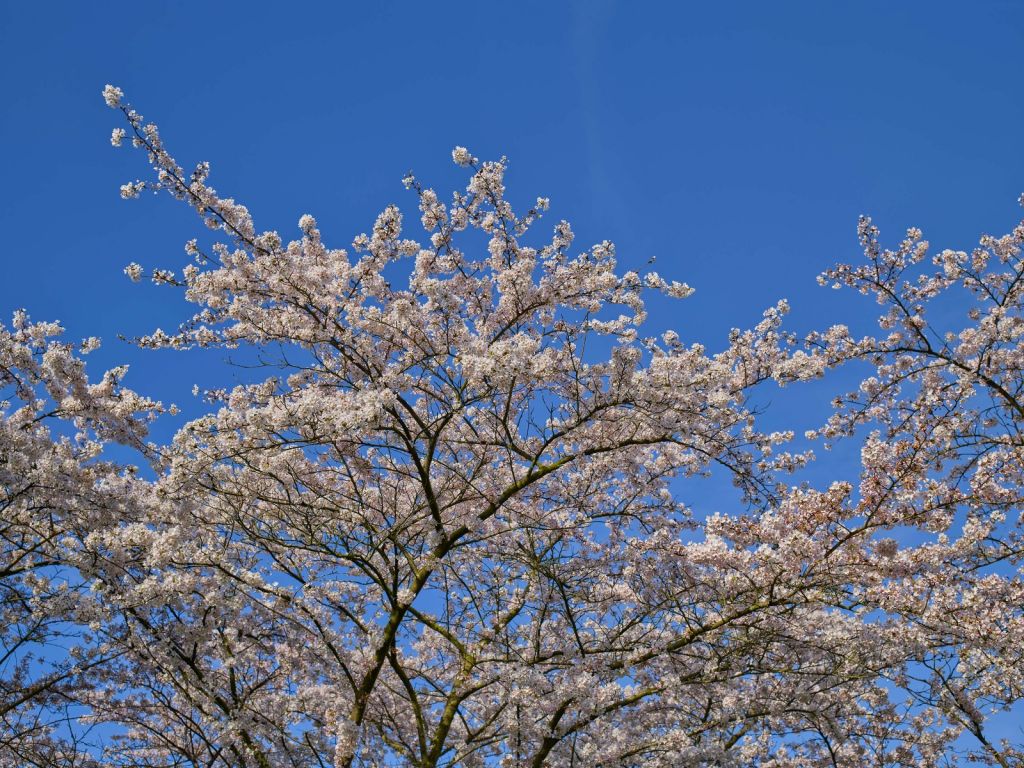 Blossom with blue sky