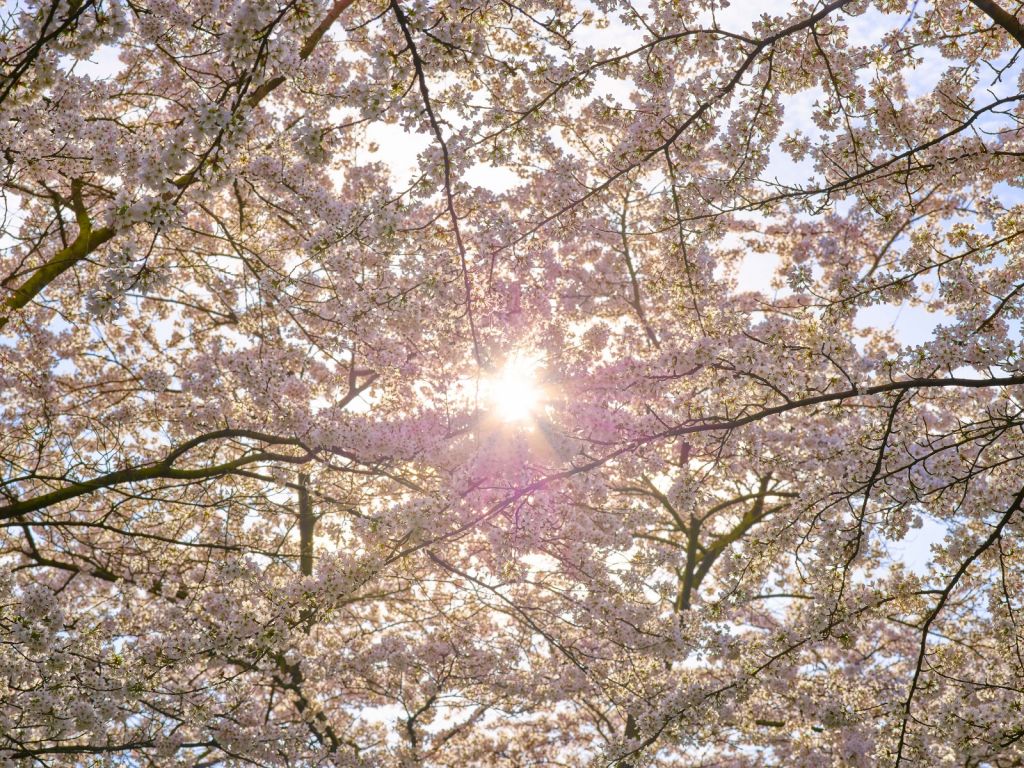 Blossom in the sun