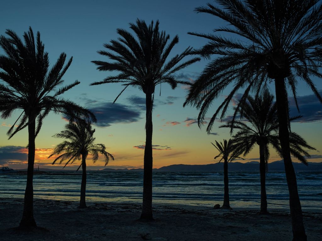 Palm trees at sunset