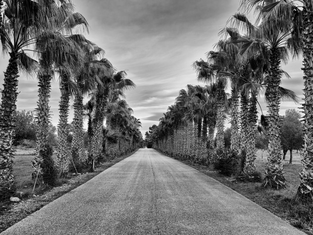 Street with palm trees