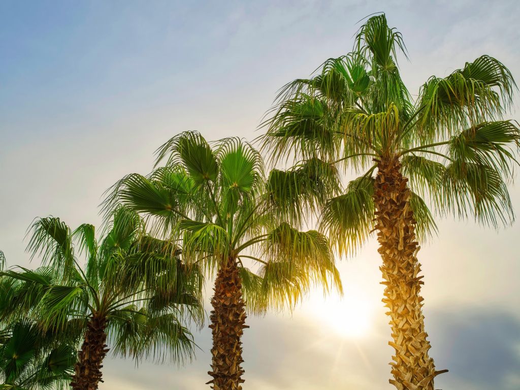 Palm trees with sun