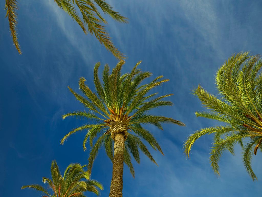 Palm trees in the wind