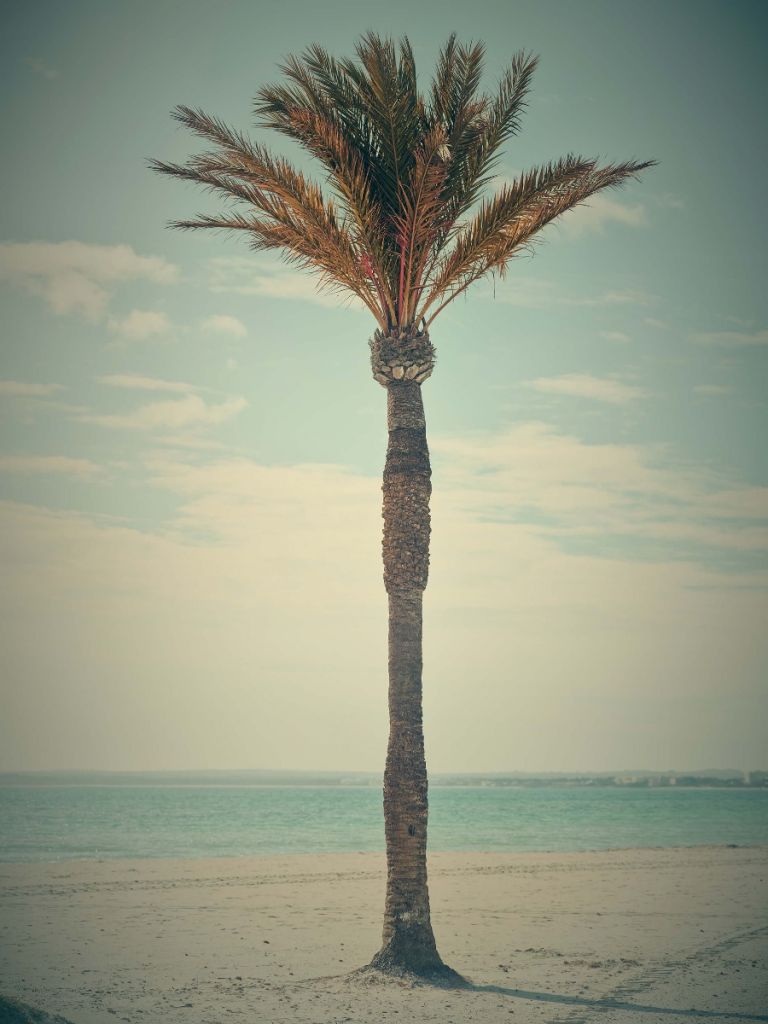 Vintage palm tree