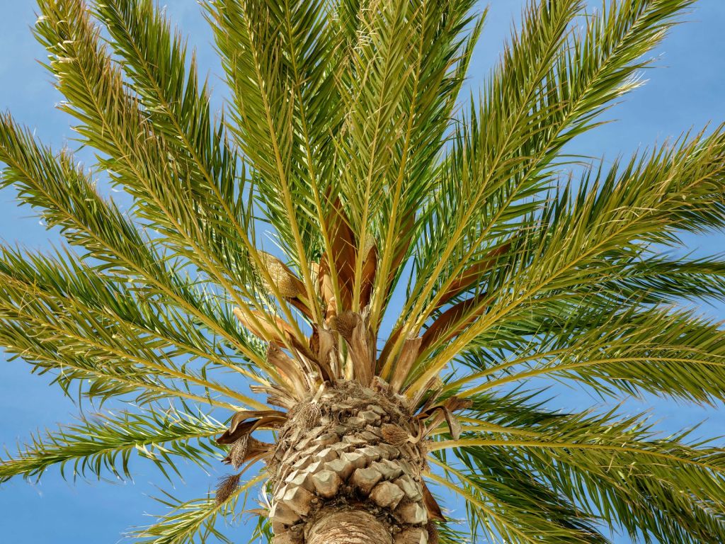 Tropical palm tree