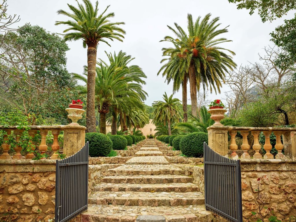 Palm trees along stone steps