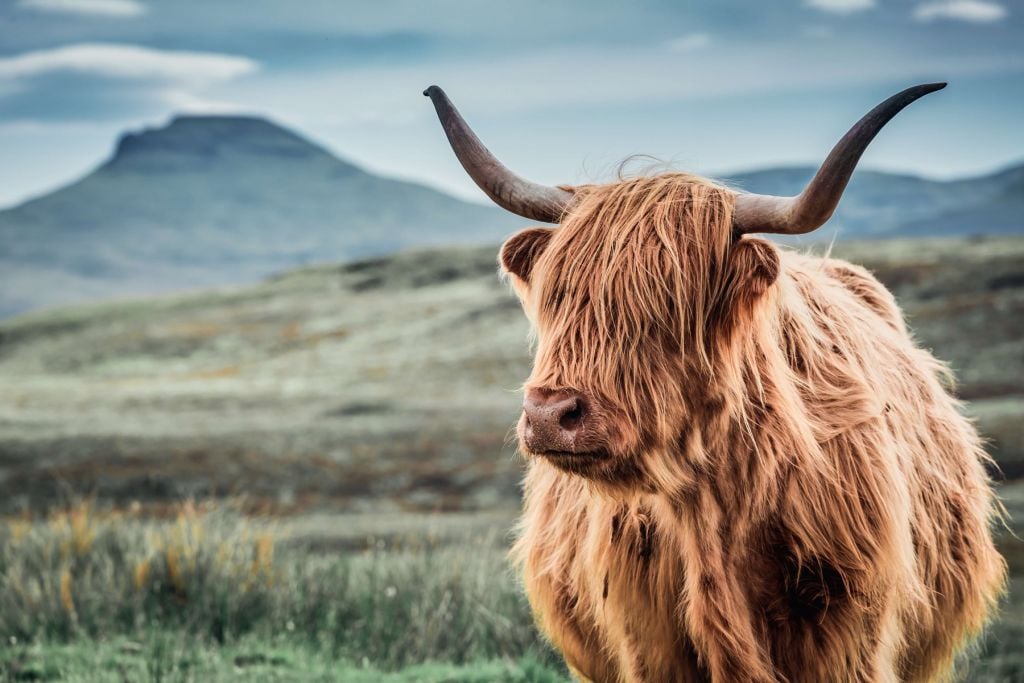 Scottish Highlander in the hills