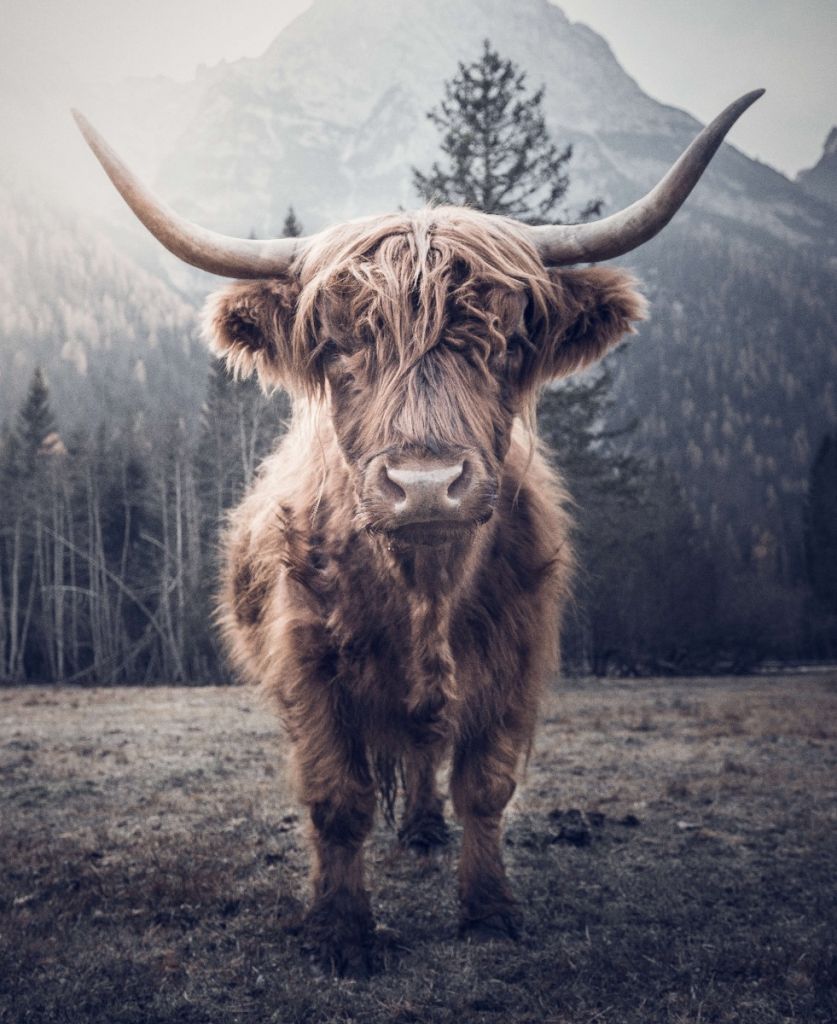 Scottish Highlander by the forest